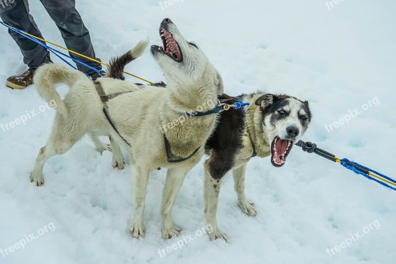 Sled Dogs Alaska Dog Sled Sled Dog