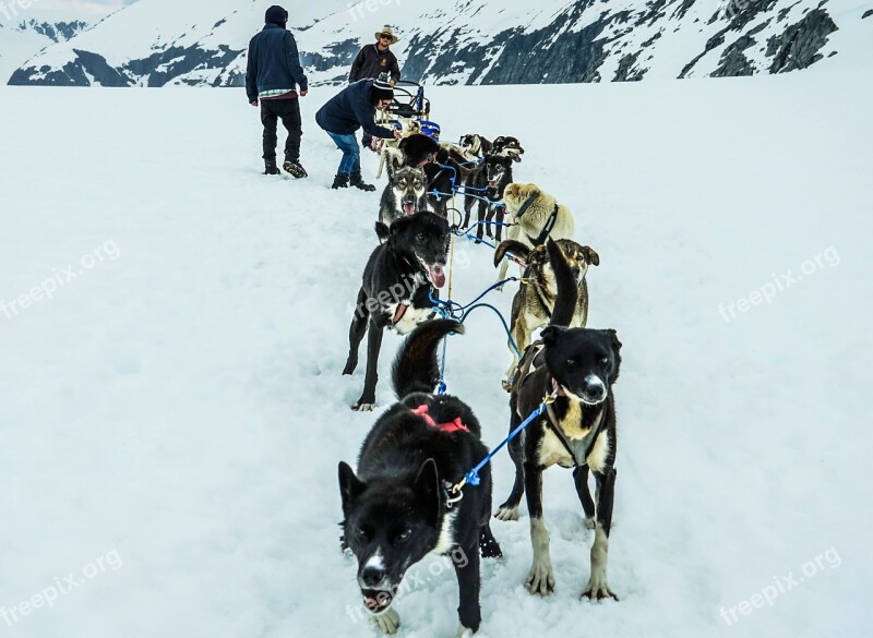 Sled Dogs Alaska Dog Sled Sled Dog