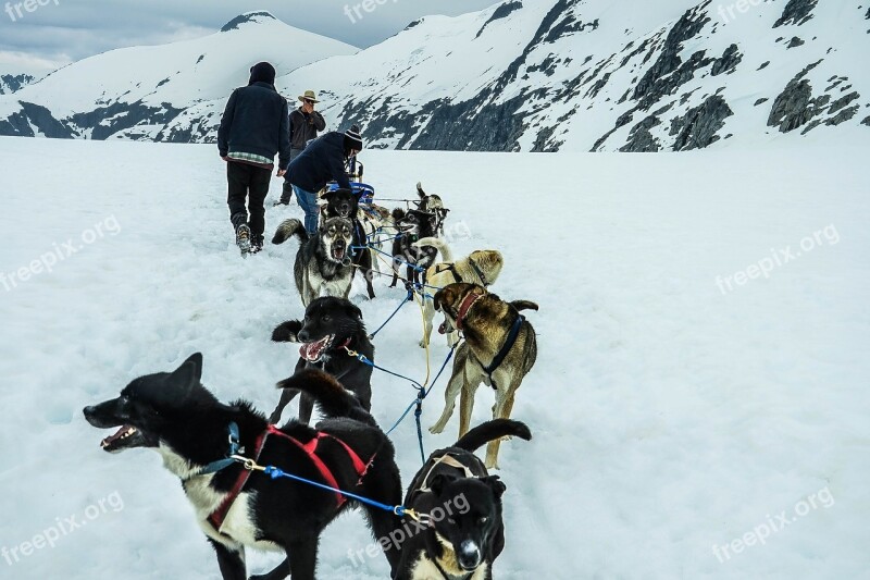 Sled Dogs Alaska Dog Sled Sled Dog