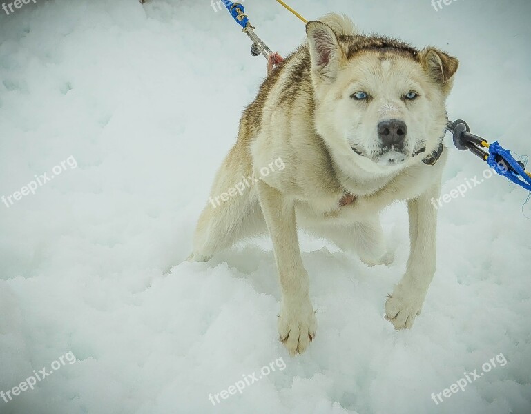 Sled Dogs Alaska Dog Sled Sled Dog