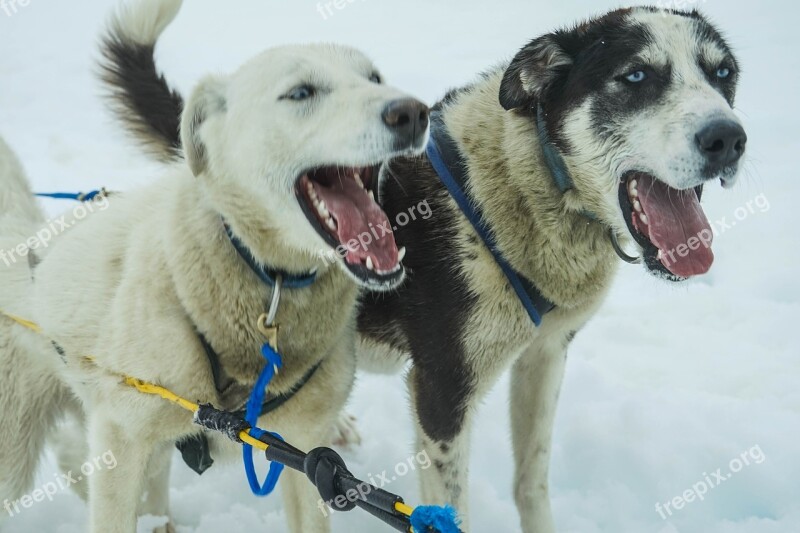 Sled Dogs Alaska Dog Sled Sled Dog