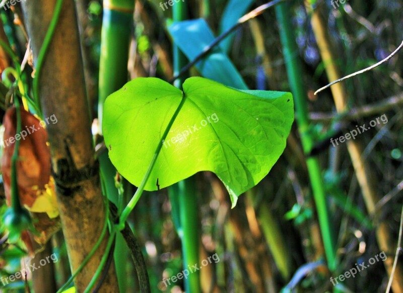 Morning Glory Green Leaf Leaf Green Bright