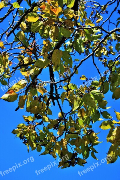 Japanese Raisin Leaves Tree Branches Twigs