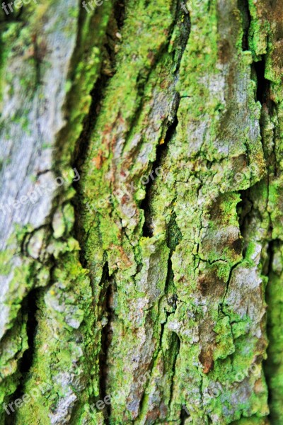 Tree Bark Bark Trunk Tree Rough