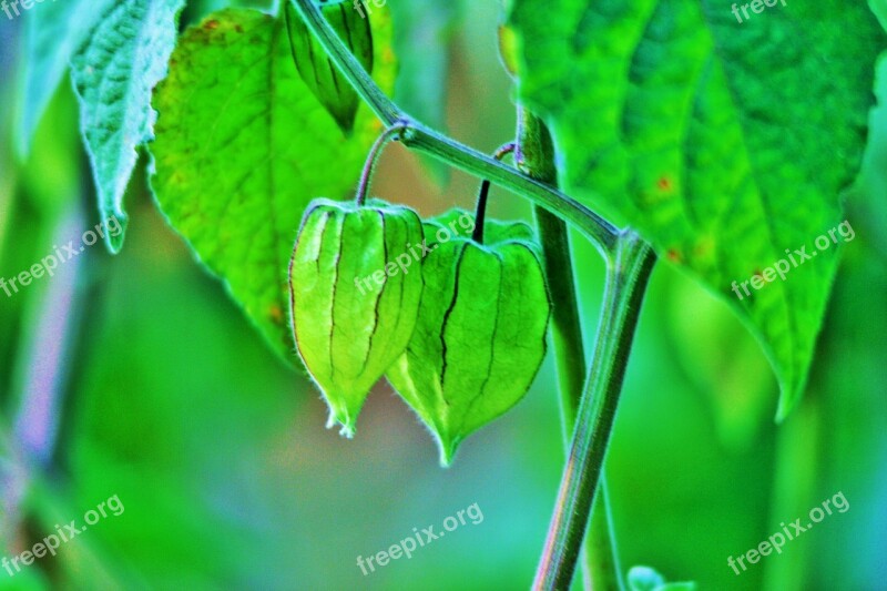 Cape Gooseberry Fruit Gooseberry Green Delicate