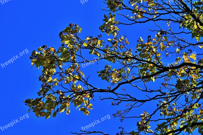 Japanese Raisin Branch Leaves Tree Yellow