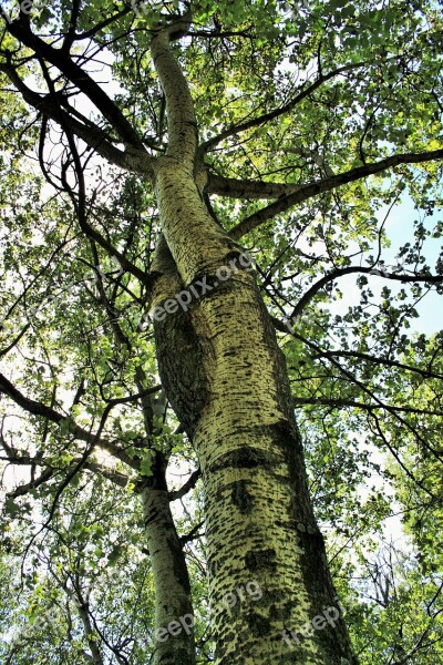 Birch Tree Trees Birch Tall Leaves