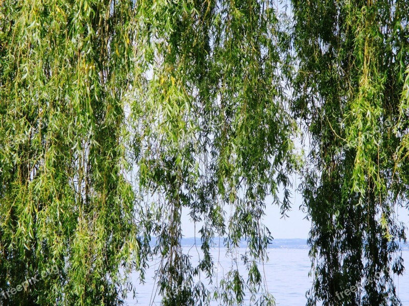 Weeping Willow Tree Leaves Water Canopy