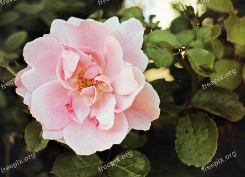 Rose Blossom Bloom Color Dusky Pink