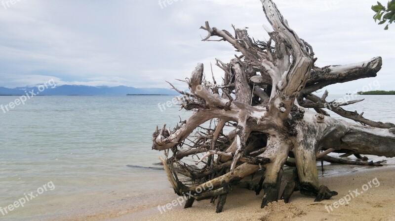 Beach Sand Tree Trunk Sea