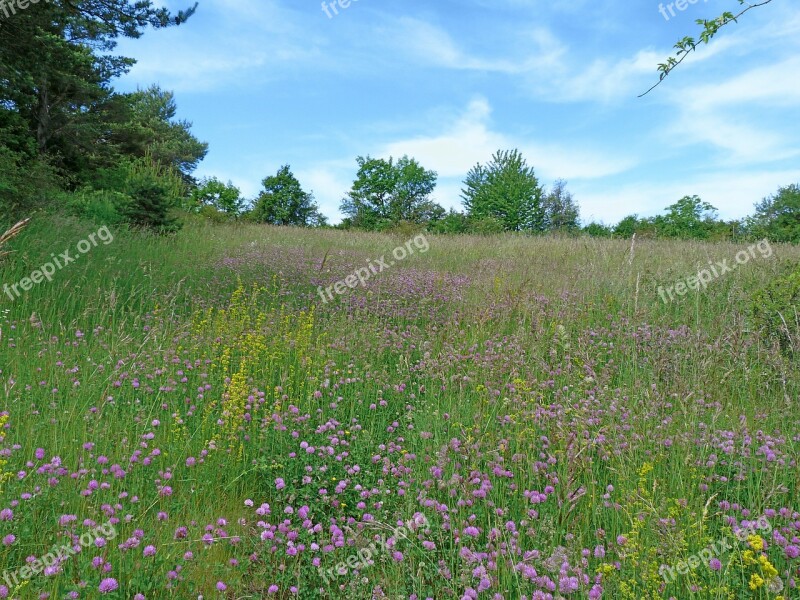 Landscape Nature Field Spring Flowering