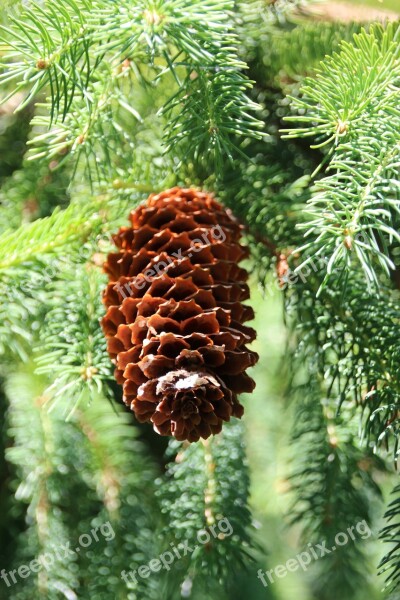 Pine Cones Needles Nature Forest Tree