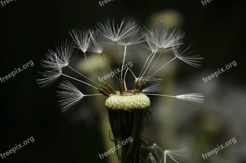 Flower Garden Nature Meadow Water