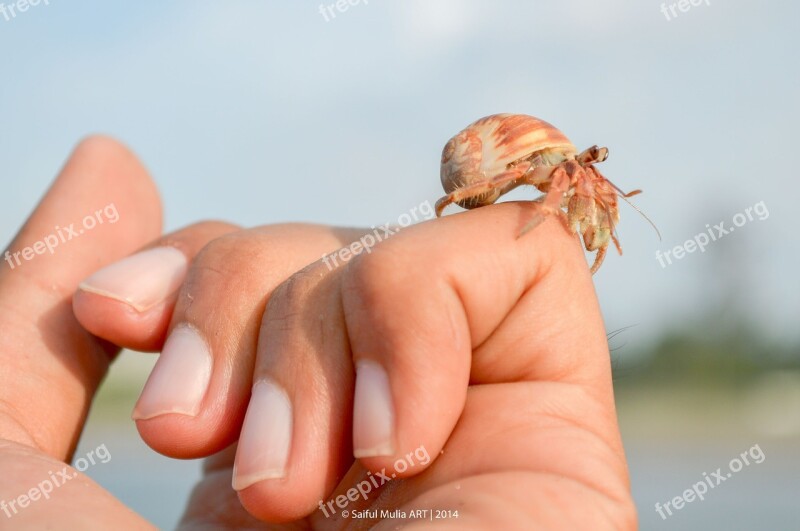 Hermit Crab Crab Little Cute Animal