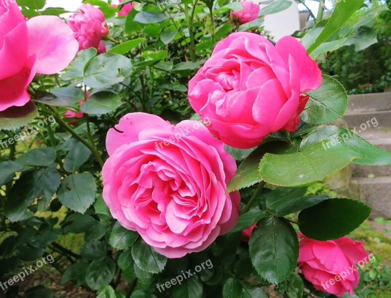 Rose Double Flower Lush Garden Red