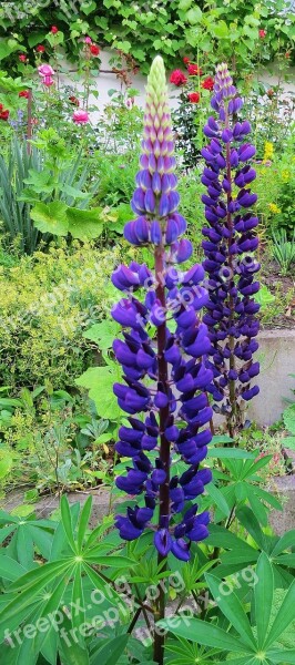 Lupins Blue Spring Garden Flowers