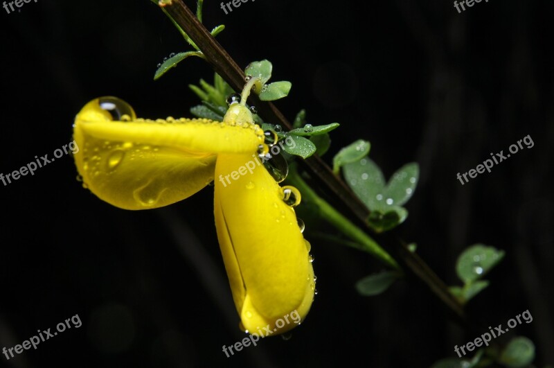 Flower Garden Nature Meadow Water