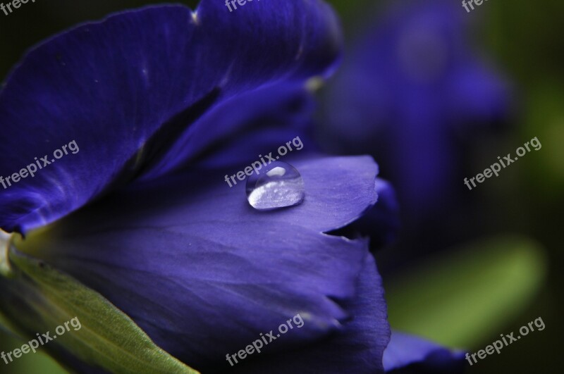 Flower Garden Nature Meadow Water