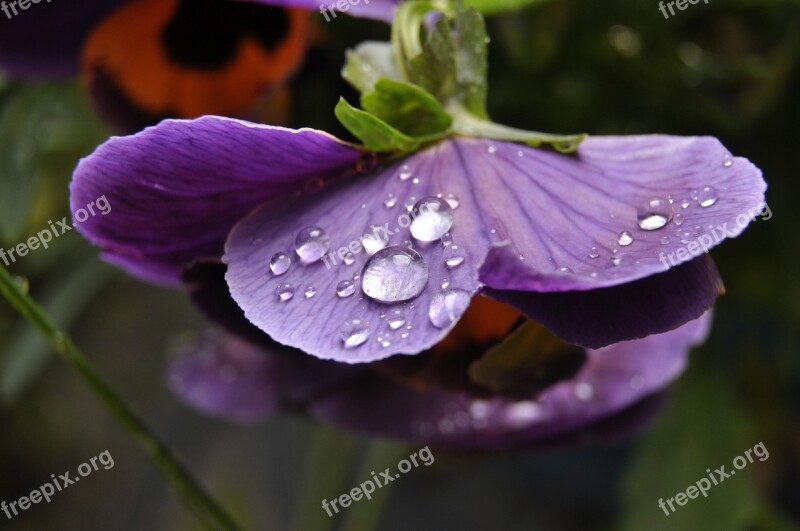 Flower Garden Nature Meadow Water