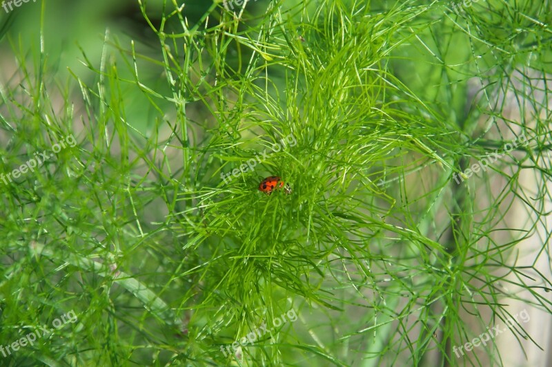 Dill Green Herbs Garden Ladybug