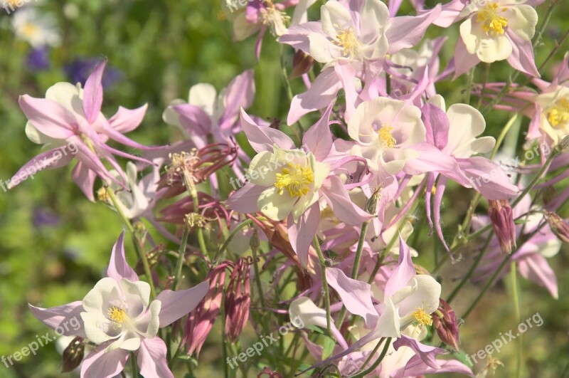 Columbine Flowers Garden Purple White