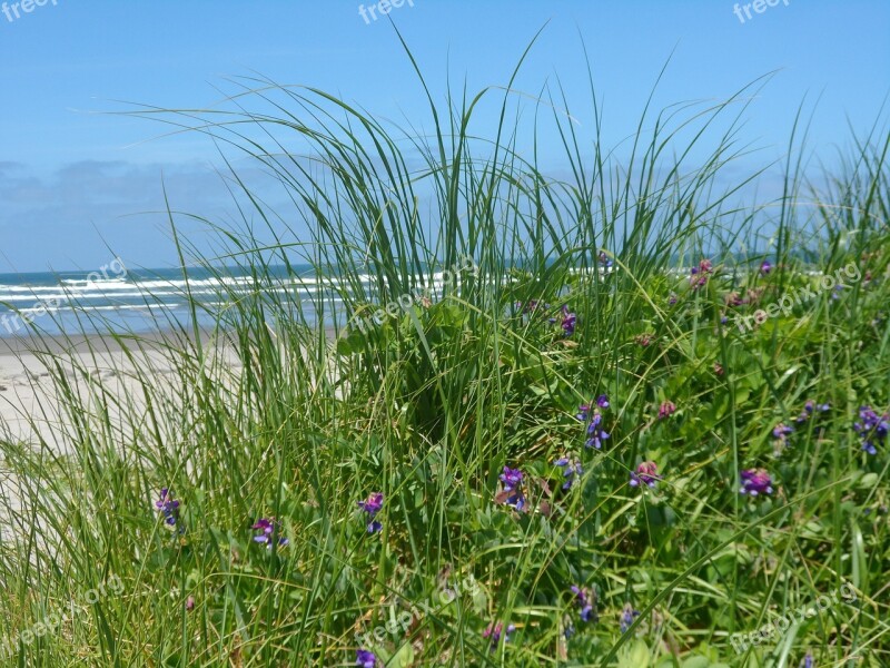 Sea Grass Close-up Ocean View Flower Nature