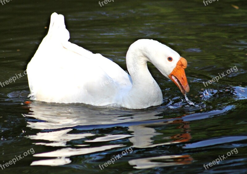 White Goose Swimming Animal Free Photos