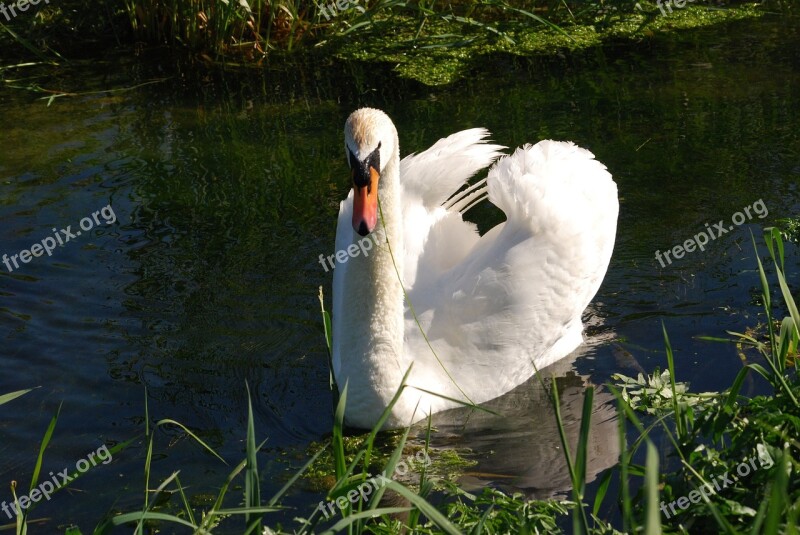 Mute Swan Cygnus Olor Plumage Waterfowl White