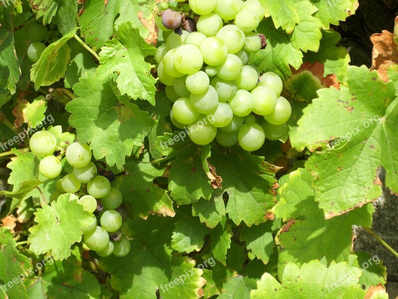 Grapes Vines Nature Plant Fruits