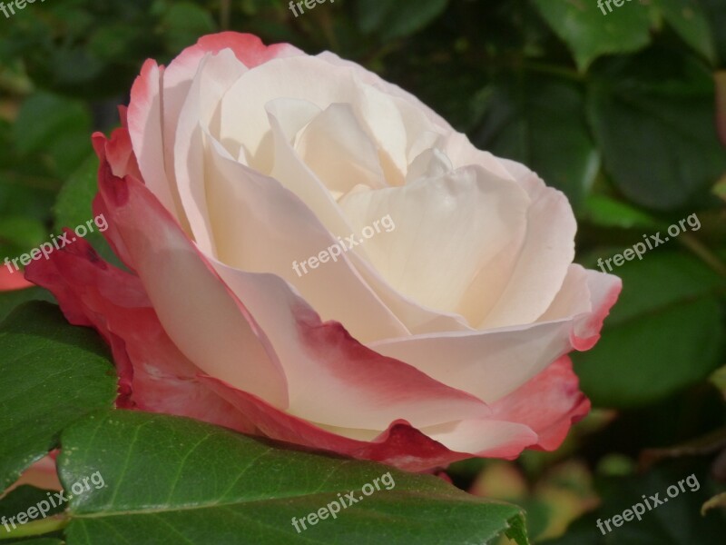 Rose Plant Flower Blossom Bloom