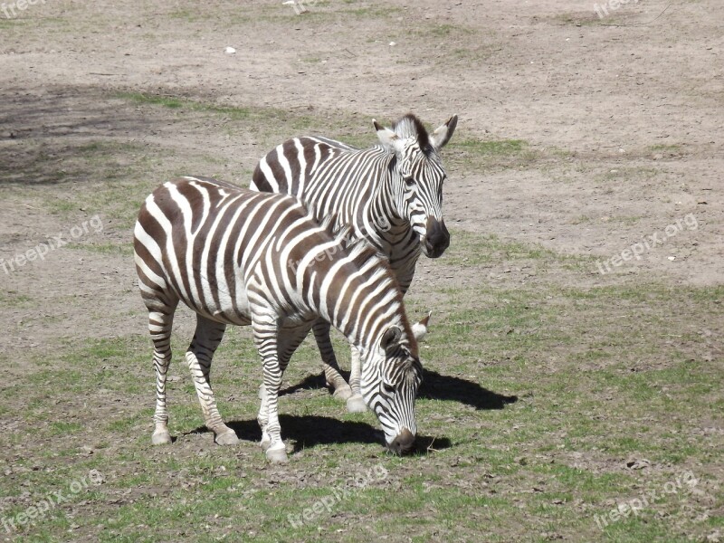 Animals Zebra Stripes Crosswalk Black And White