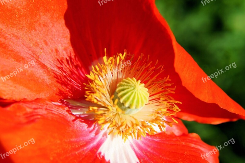 Poppy Blossom Bloom Section Colorful