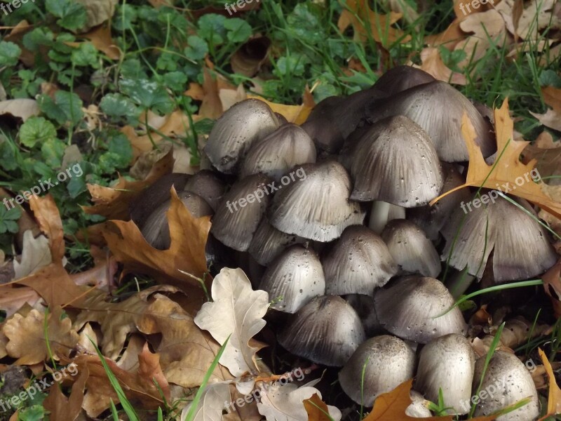 Screen Mushrooms Mushrooms Forest Mushrooms Disc Fungus Nature