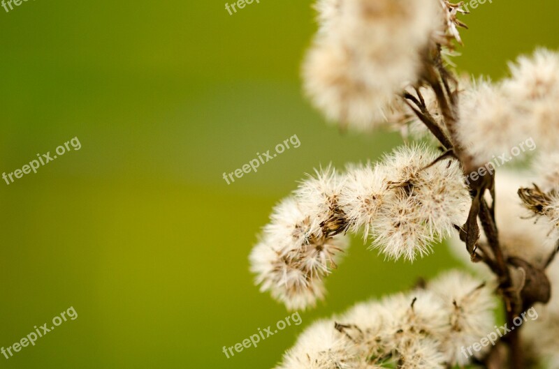 Macro Plant Green Flower Scrub