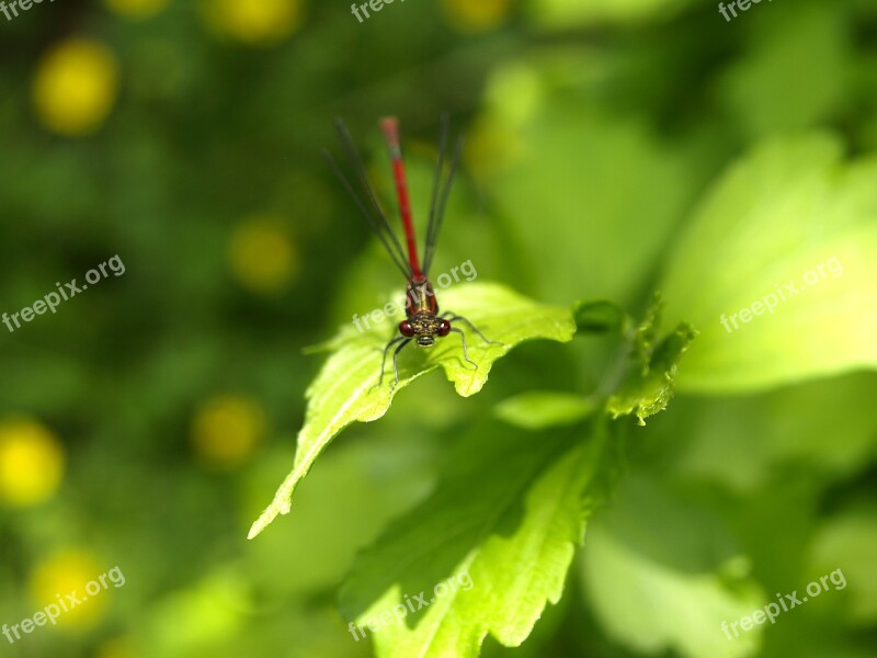 Dragonfly Red Insect Flight Insect Wing