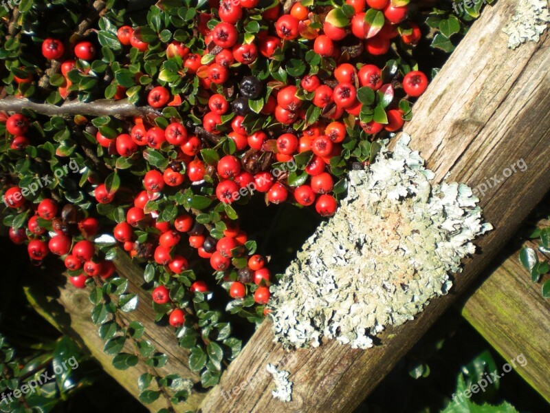 Cotoneaster Berries Plant Fence Ornamental