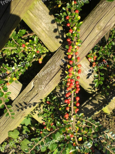 Cotoneaster Berries Plant Red Fence