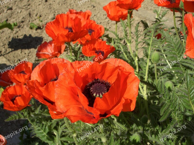 Klatschmohn Poppy Red Flowers Summer