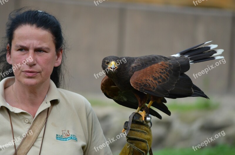 Falcon Raptor Falkner Birds Of Prey Show Bird Of Prey