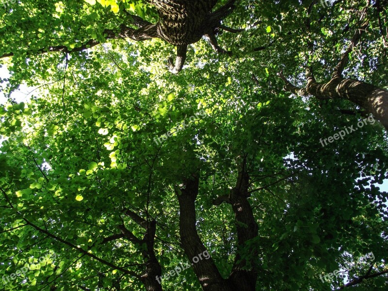 Tree Green Branch Aesthetic Leaf