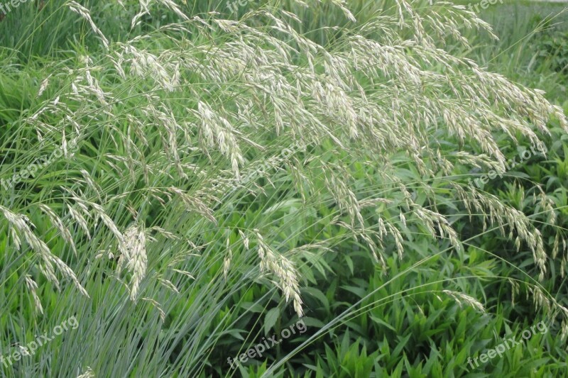 Grass Wildflowers Free Photos