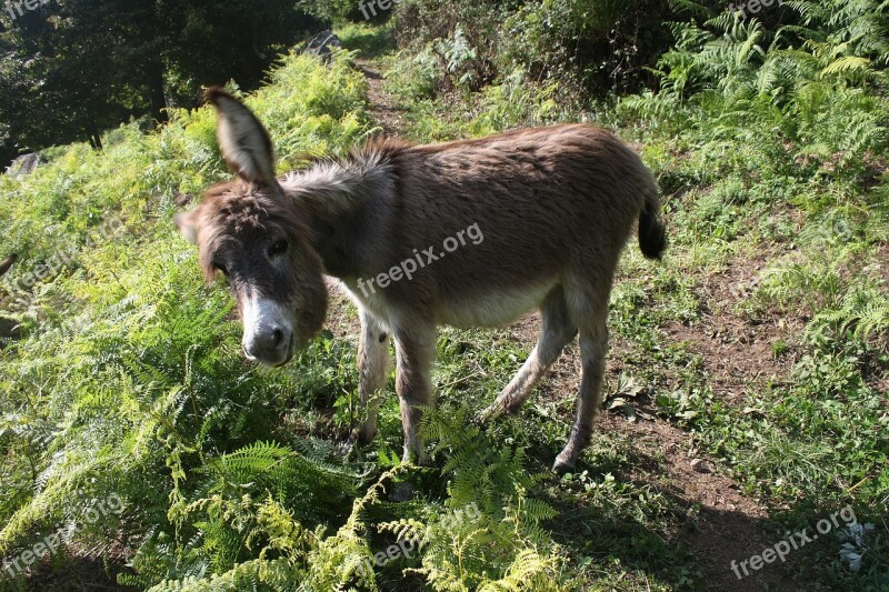 Animal Donkey Young Beige Grey