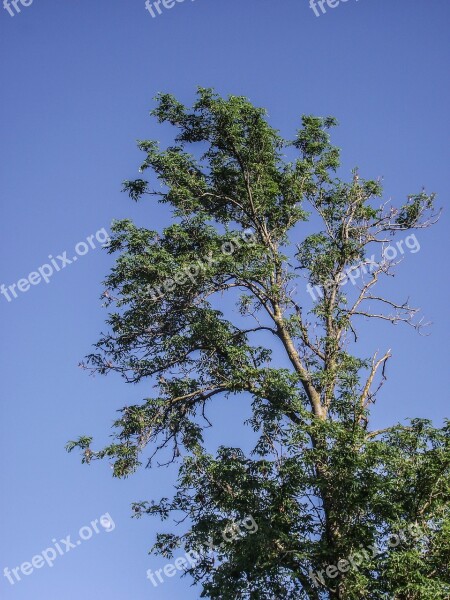 Sky Blue Nature Tree Sky Beams