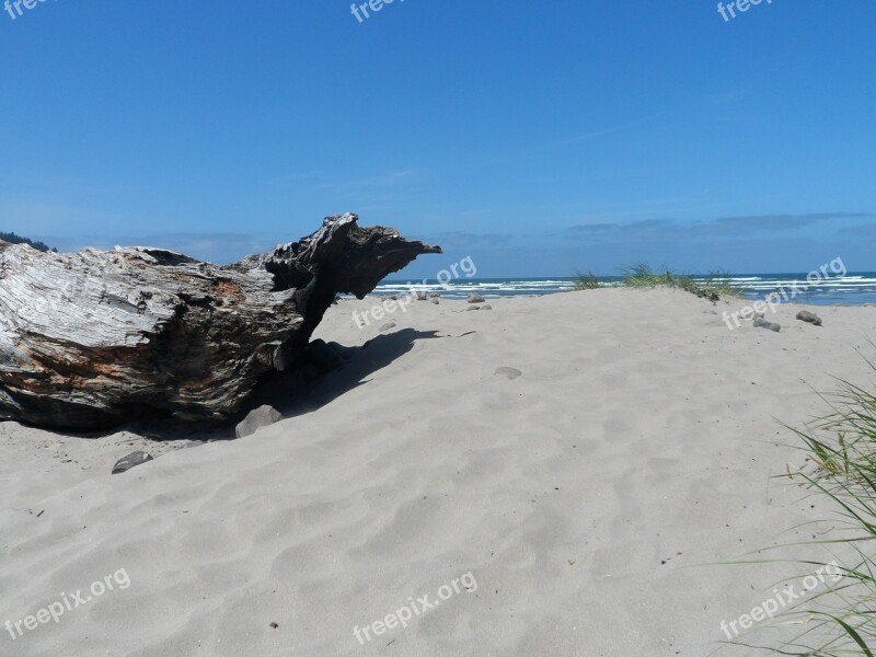 Beach Driftwood Ocean View Sand Log