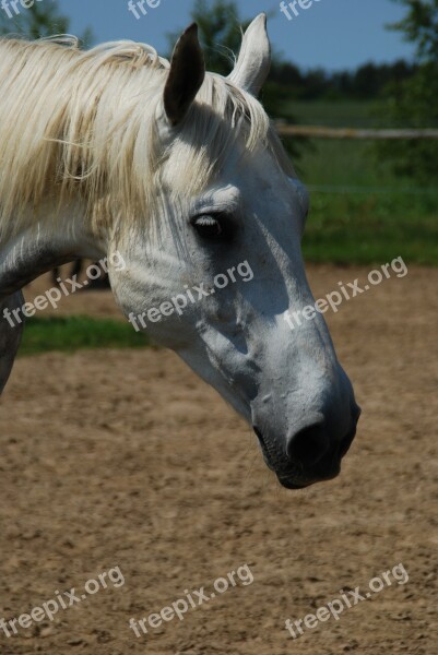 The Horse Animal Catwalk Pet The Mane