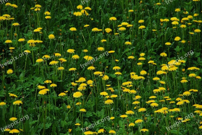 Sonchus Oleraceus Dandelion Meadow Spring Flowers