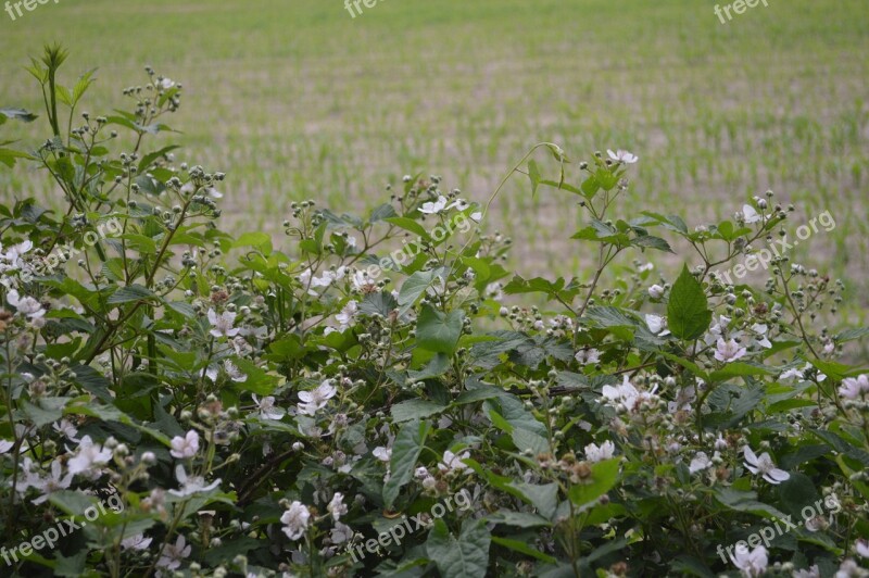 Burr Blackberry Blossom Blossom Bloom Pasture