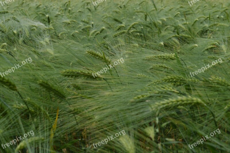 Grain Wheat Pasture Country Grain Republic Green