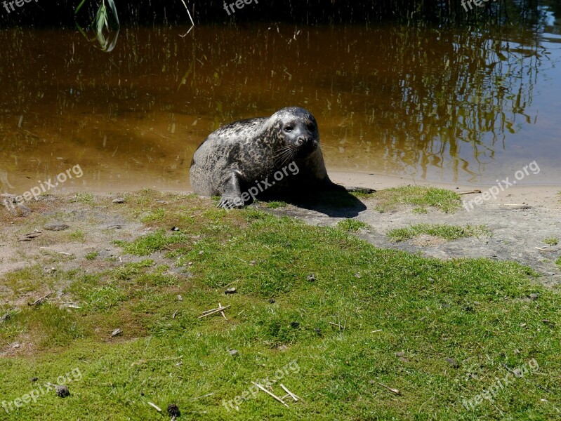 Robbe Seal Nature Sea ​​lion Lake