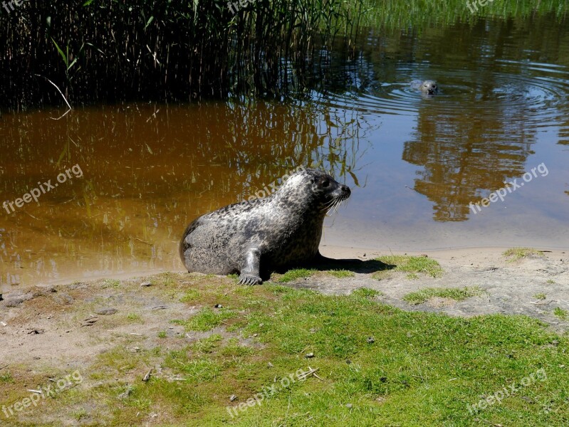 Robbe Seal Nature Sea ​​lion Lake